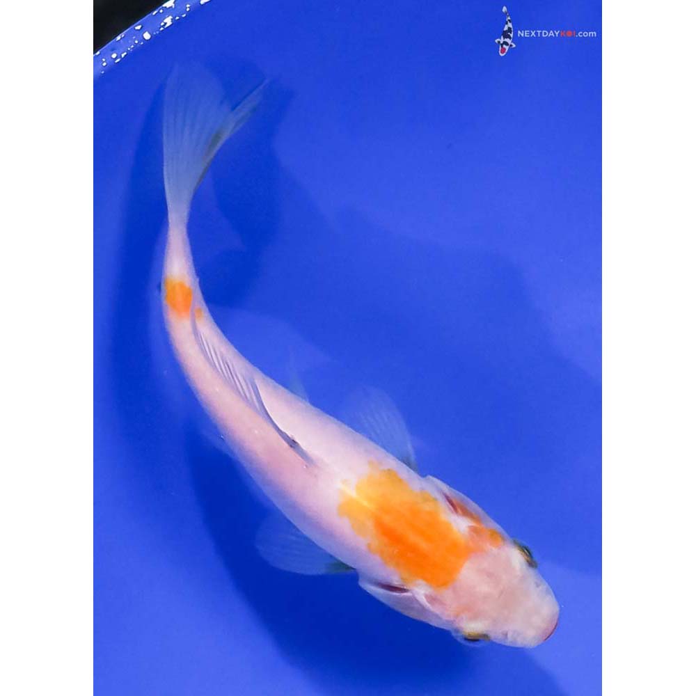 4.5” Imported Yellow and White Sarasa Comet