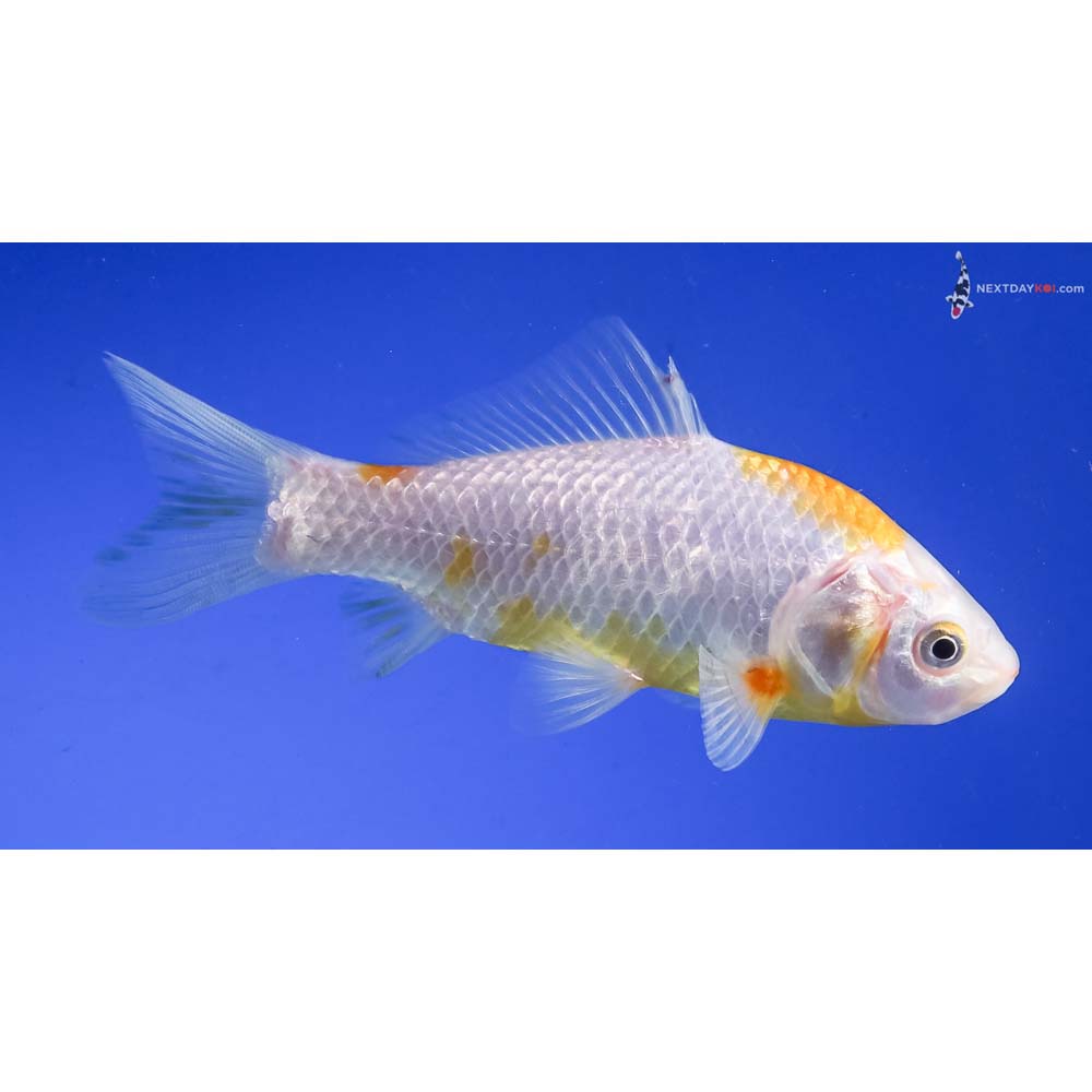 4.5” Imported Yellow and White Sarasa Comet