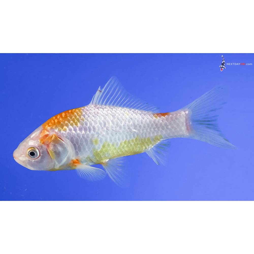 4.5” Imported Yellow and White Sarasa Comet