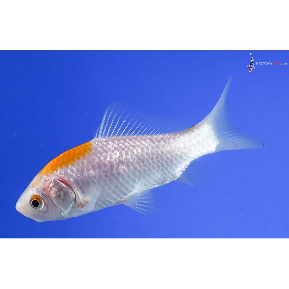 4” Imported Yellow and White Sarasa Comet