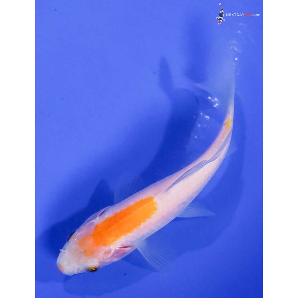 4” Imported Yellow and White Sarasa Comet