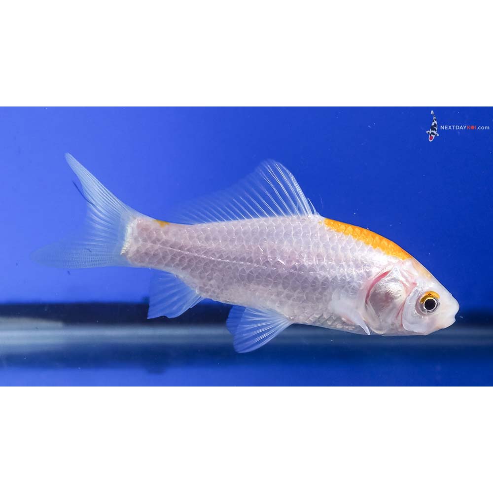4” Imported Yellow and White Sarasa Comet