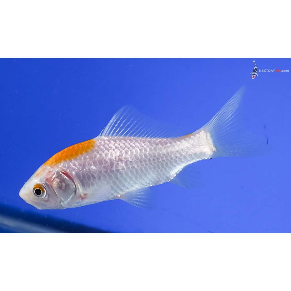 4” Imported Yellow and White Sarasa Comet