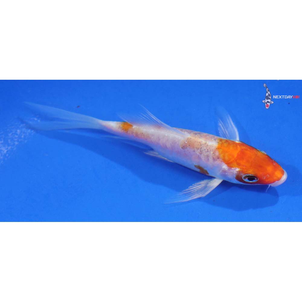 3.5” Imported Kikusui Butterfly Koi