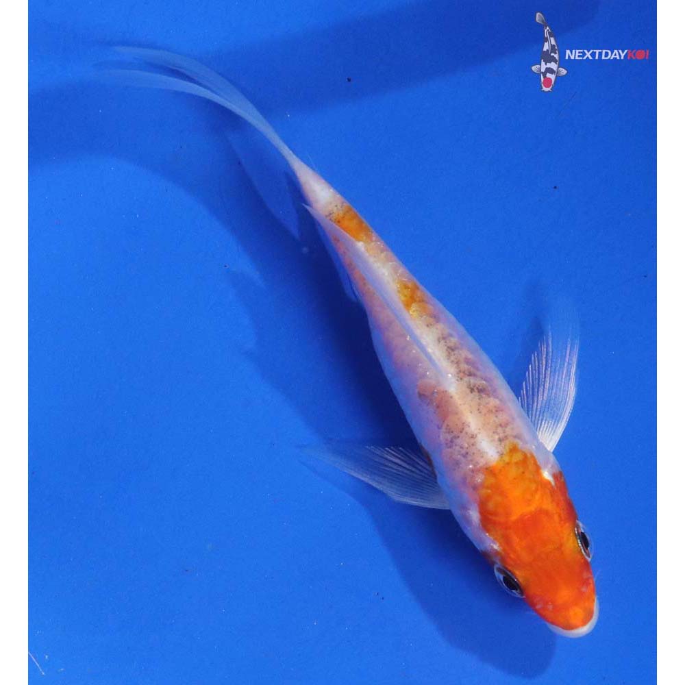 3.5” Imported Kikusui Butterfly Koi
