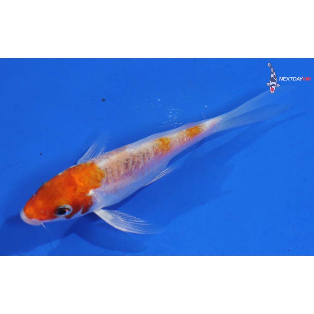 3.5” Imported Kikusui Butterfly Koi