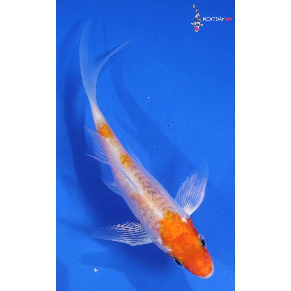 3.5” Imported Kikusui Butterfly Koi