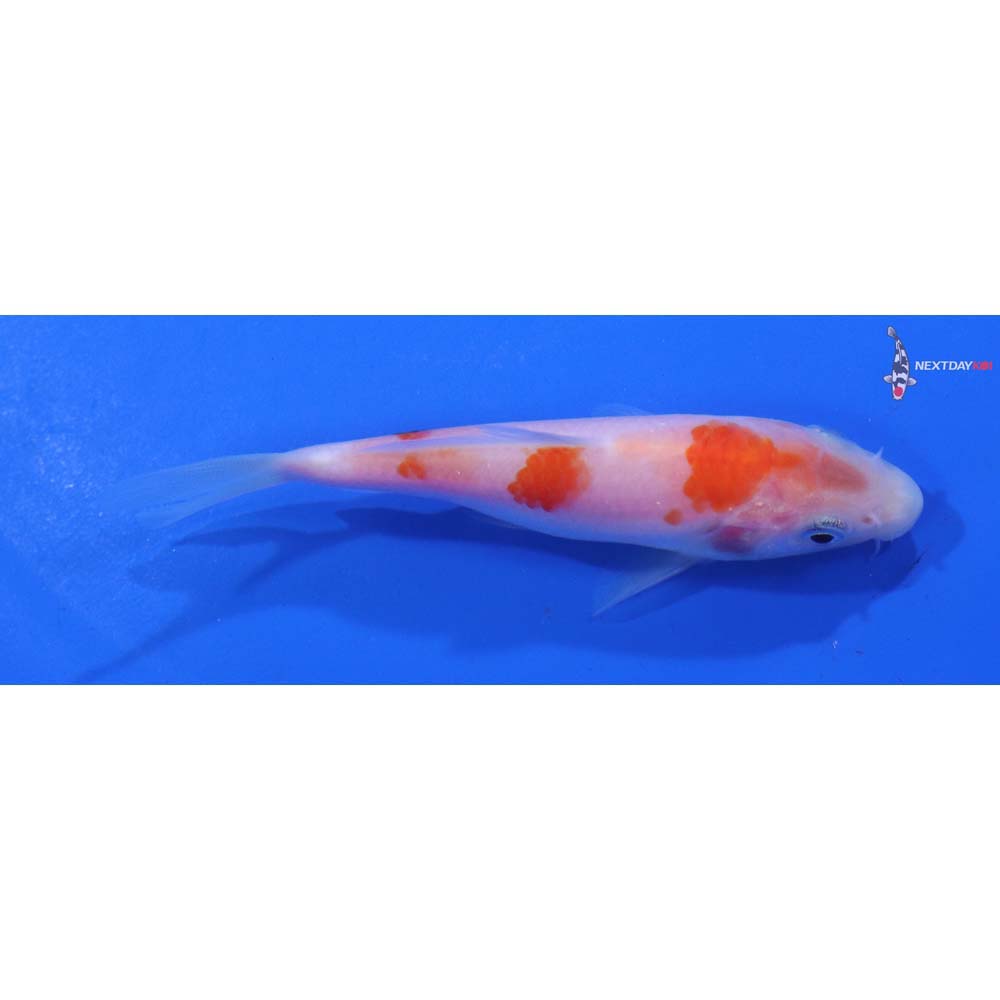 3.5” Imported Kohaku