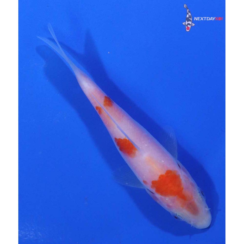 3.5” Imported Kohaku