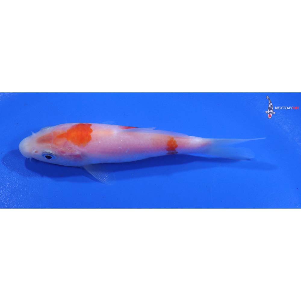 3.5” Imported Kohaku
