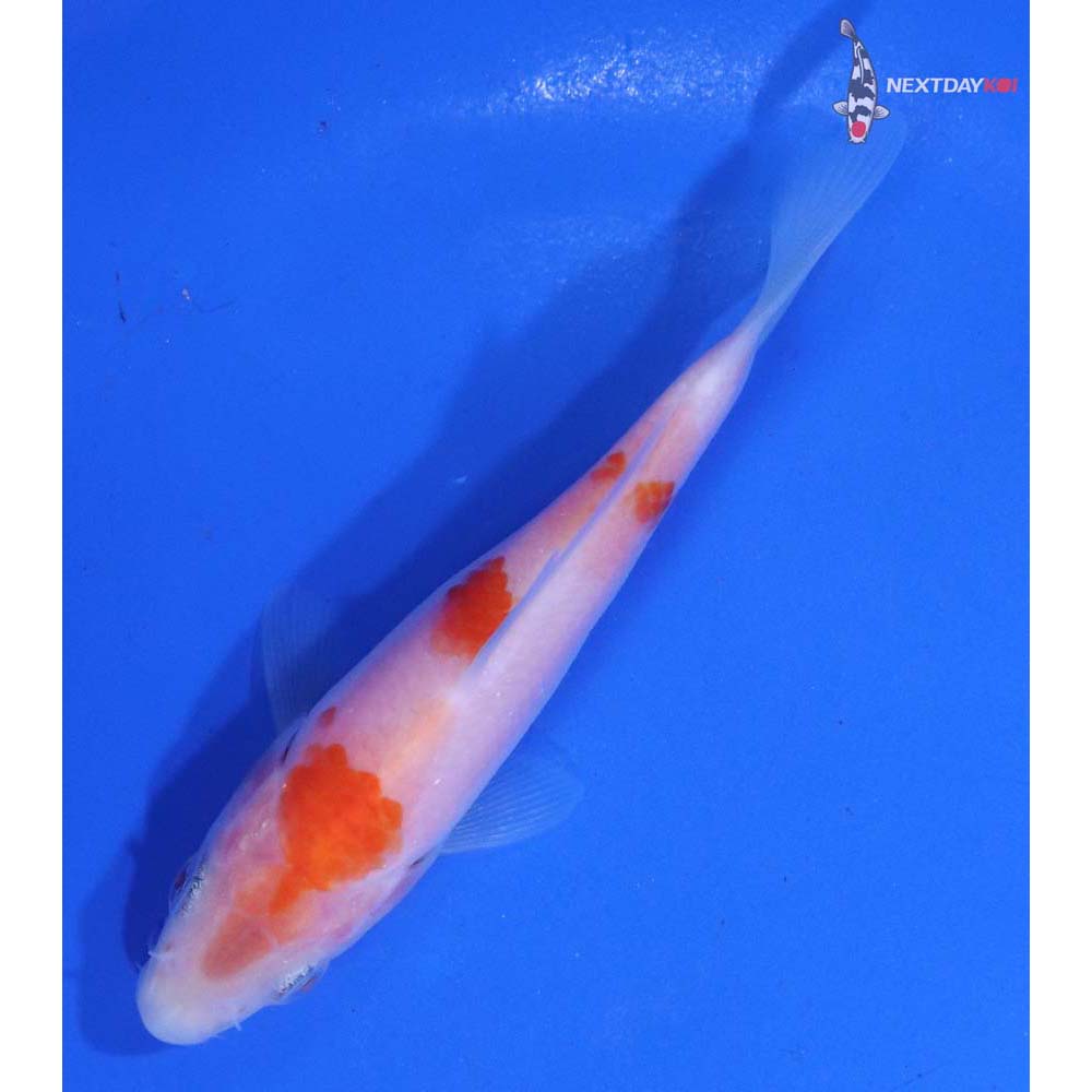 3.5” Imported Kohaku