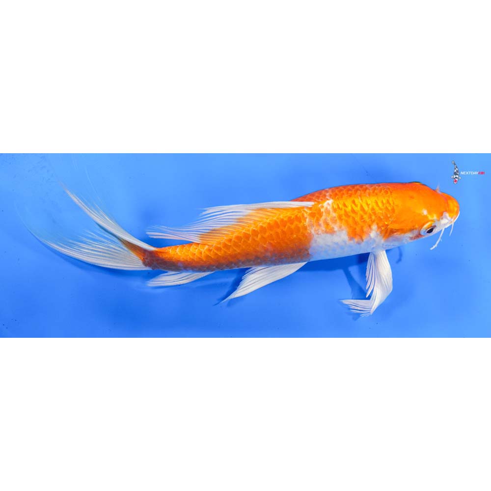 9” Imported Hariwake Butterfly Koi