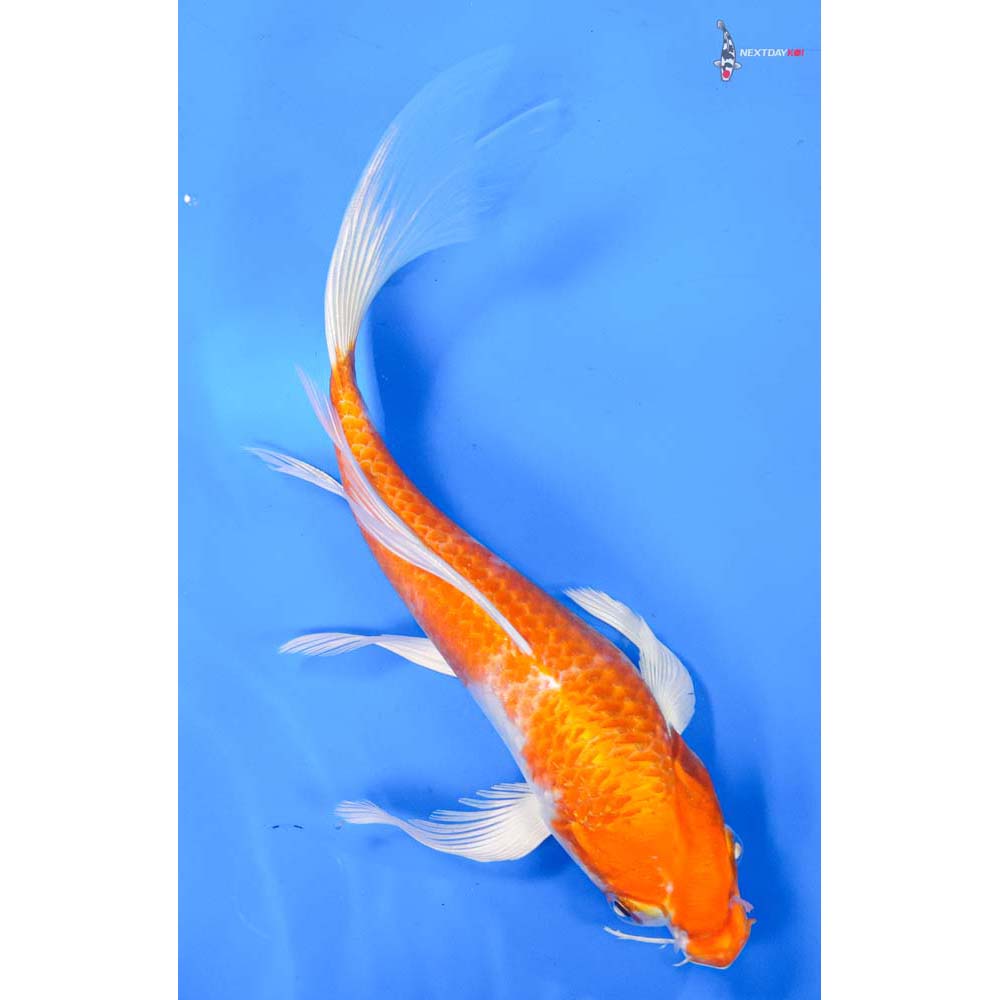 9” Imported Hariwake Butterfly Koi
