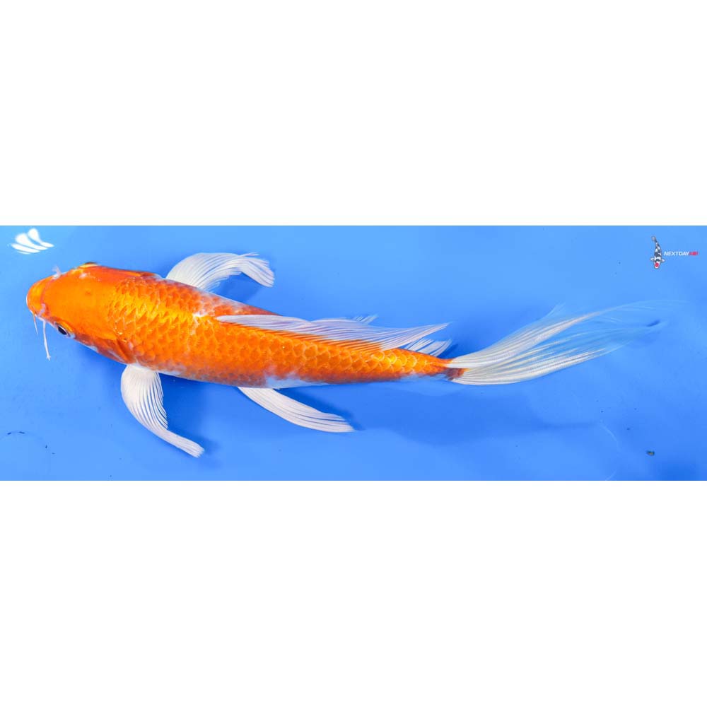 9” Imported Hariwake Butterfly Koi