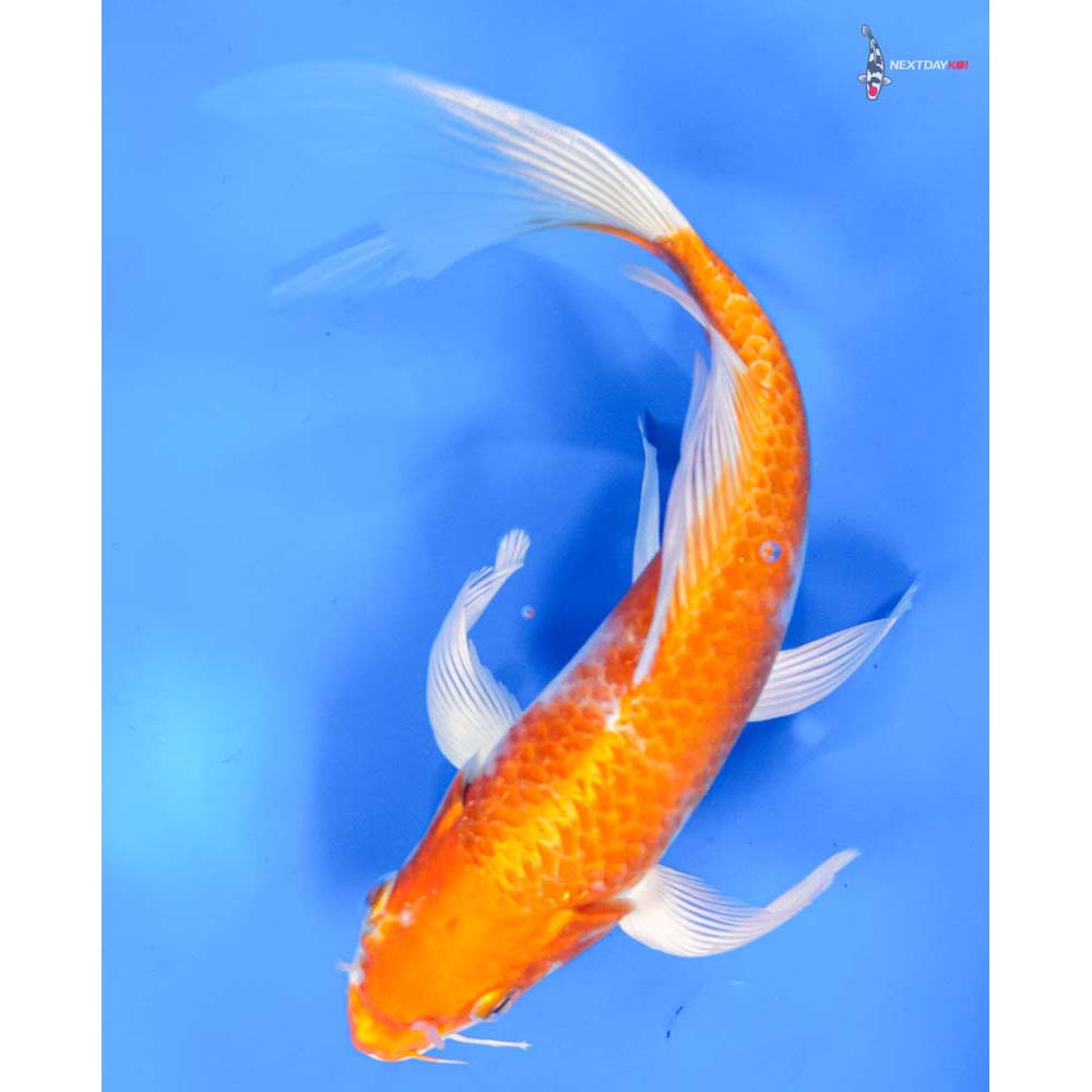 9” Imported Hariwake Butterfly Koi