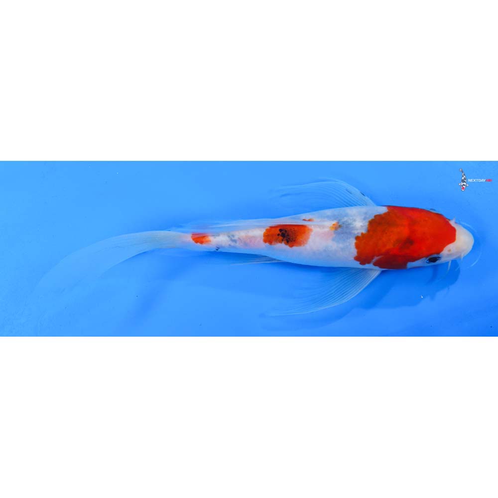 9” Imported Sanke Butterfly Koi