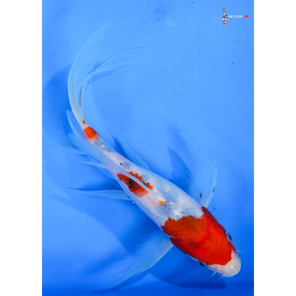 9” Imported Sanke Butterfly Koi