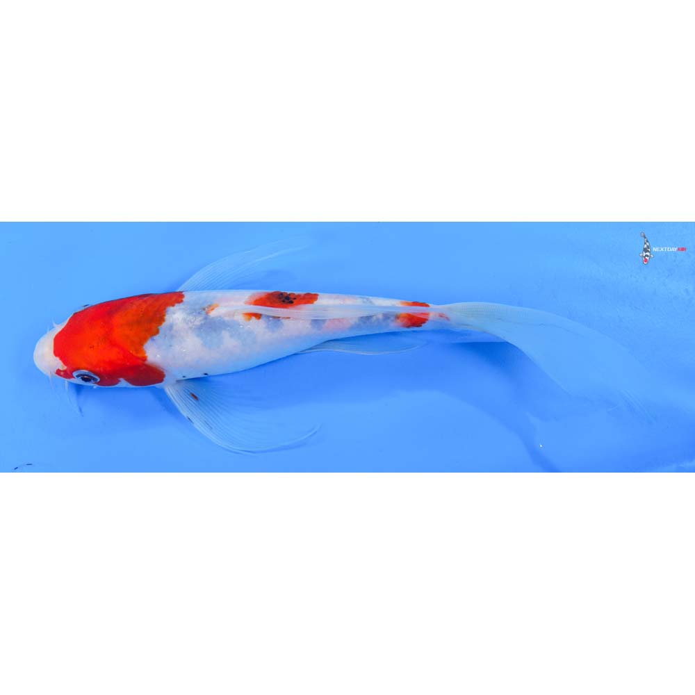 9” Imported Sanke Butterfly Koi