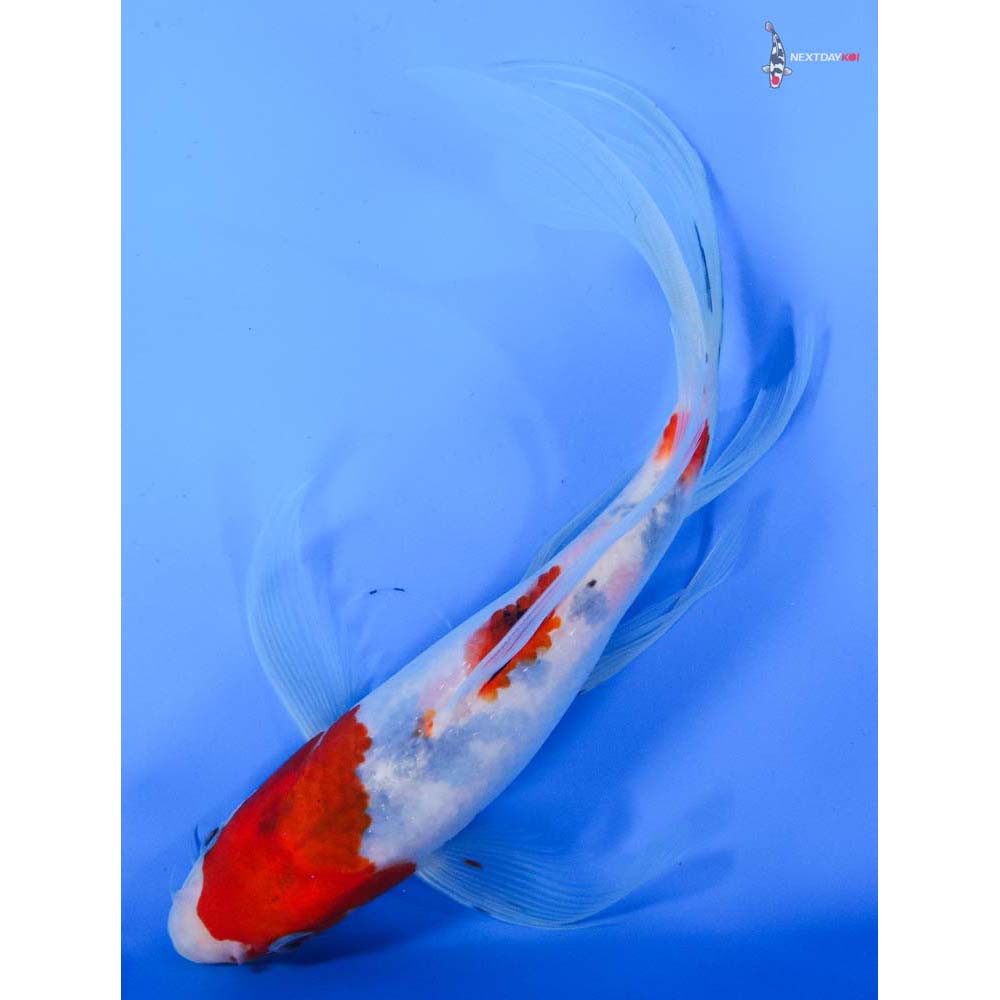 9” Imported Sanke Butterfly Koi