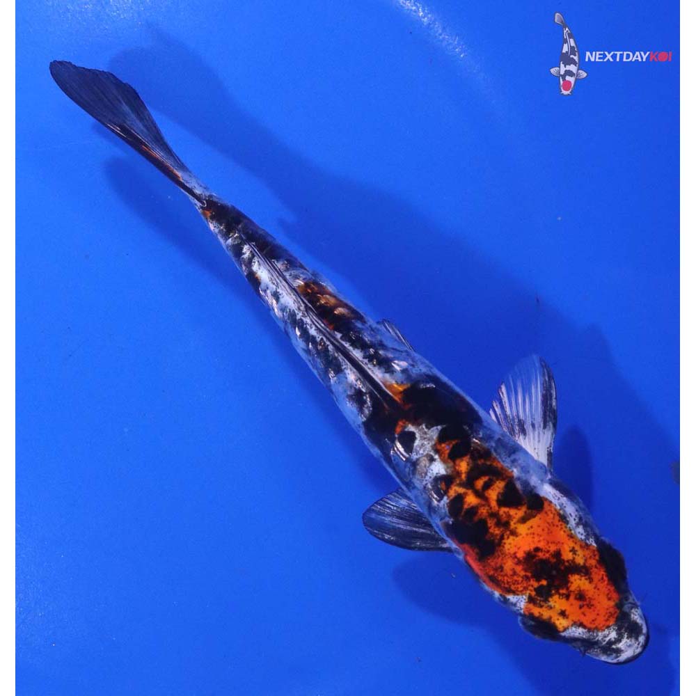 6” Imported Gin Rin Doitsu Kujaku