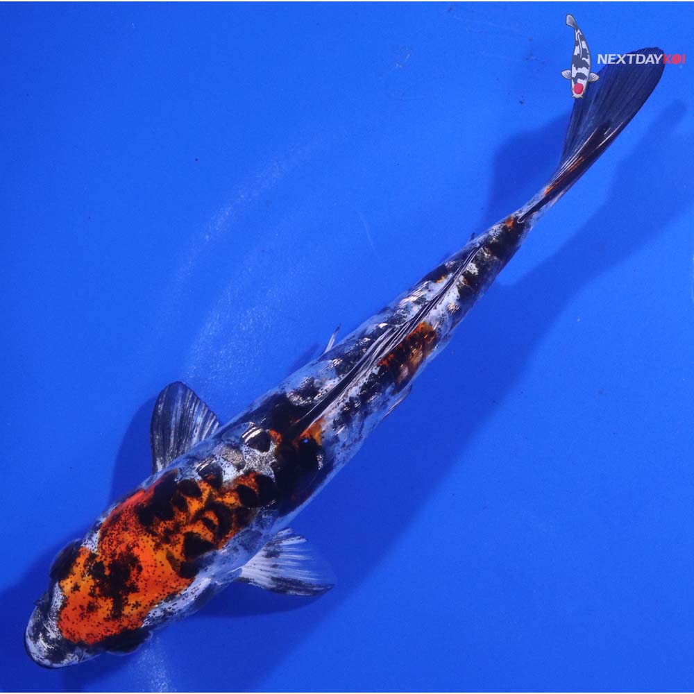 6” Imported Gin Rin Doitsu Kujaku