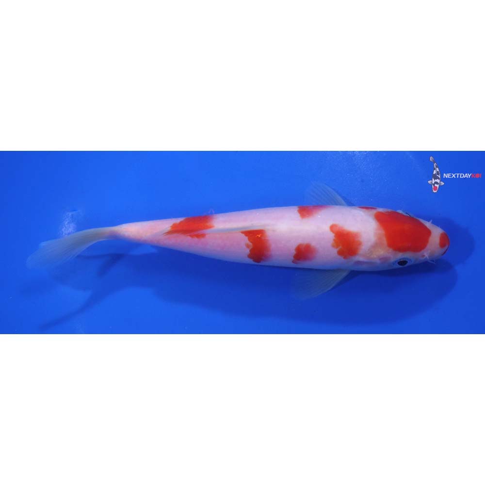 6.5” Imported Kohaku