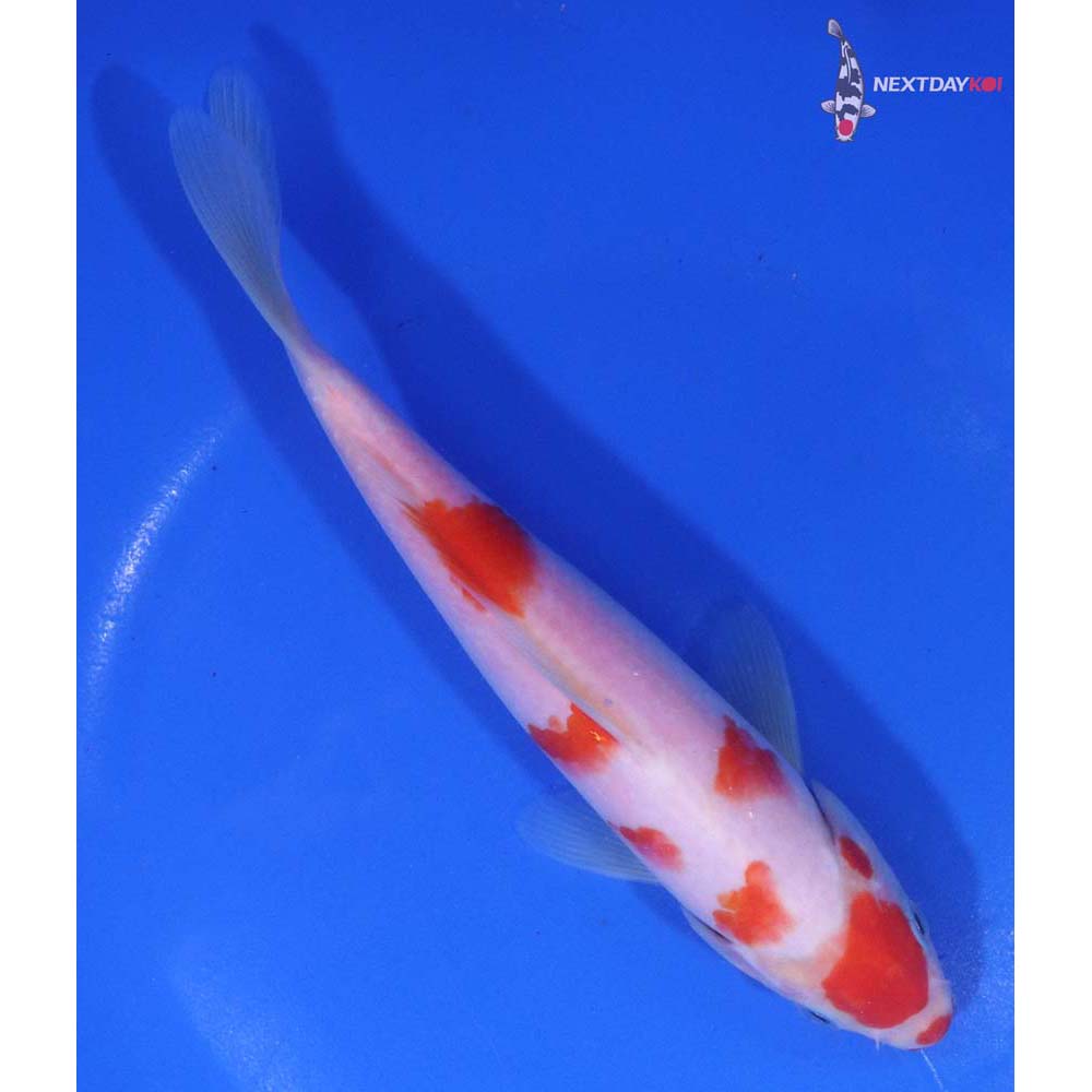 6.5” Imported Kohaku