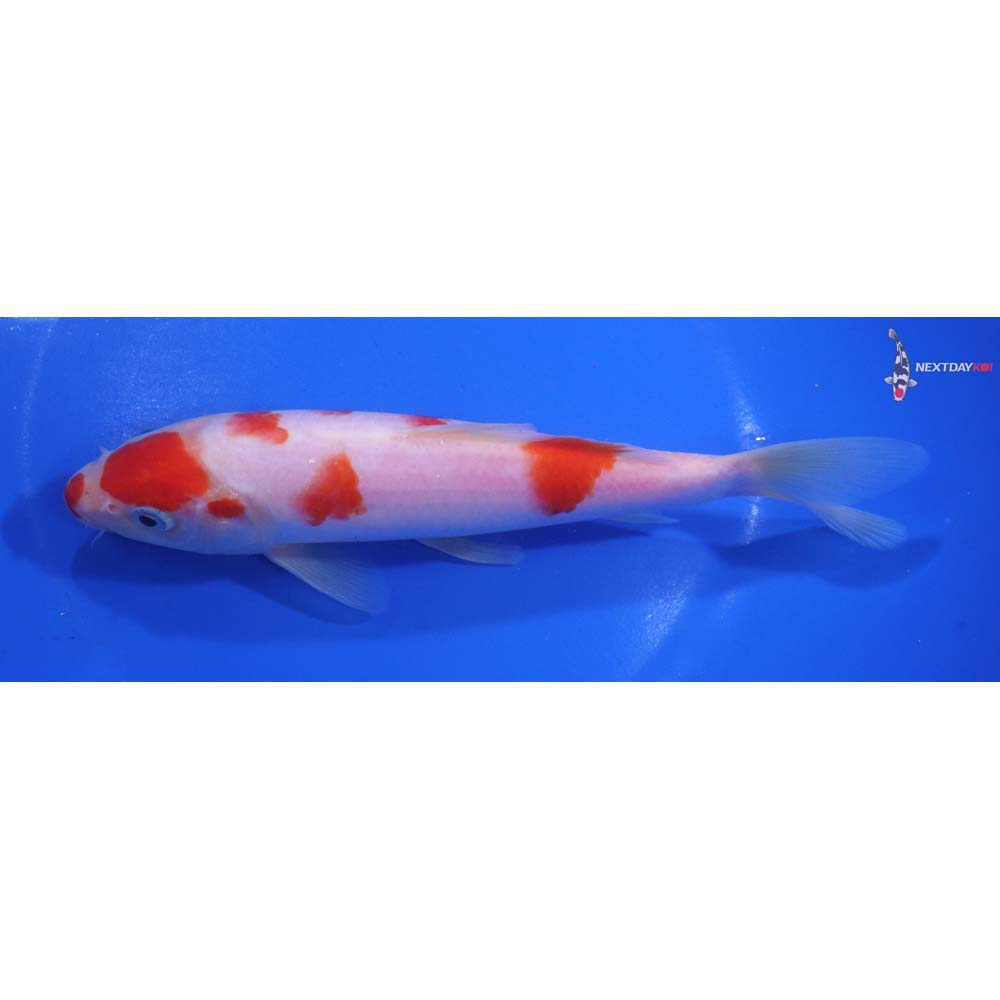 6.5” Imported Kohaku