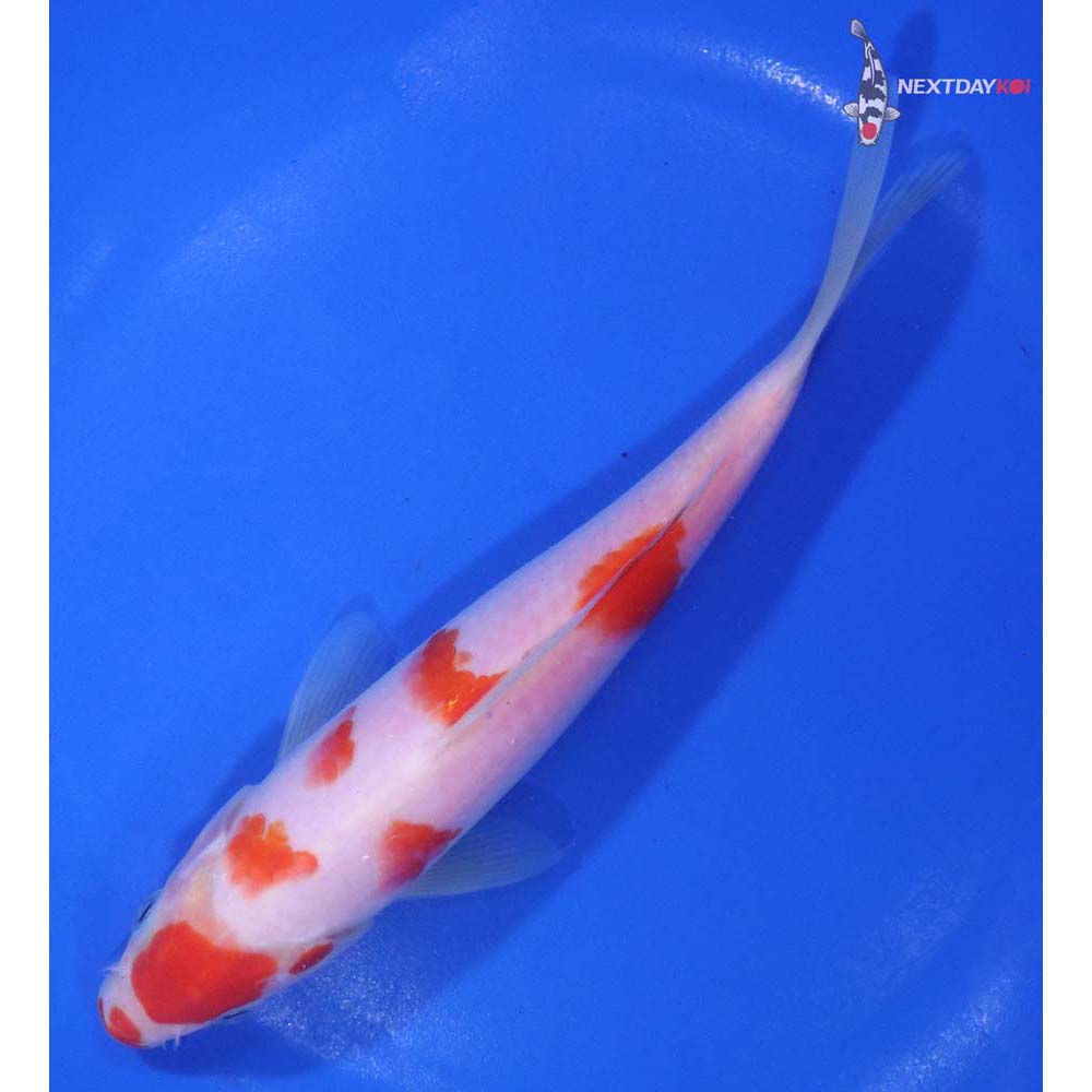 6.5” Imported Kohaku