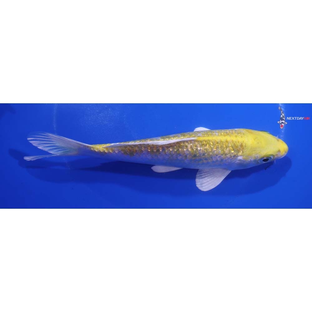 6.5” Imported Gin Rin Lemon Hariwake