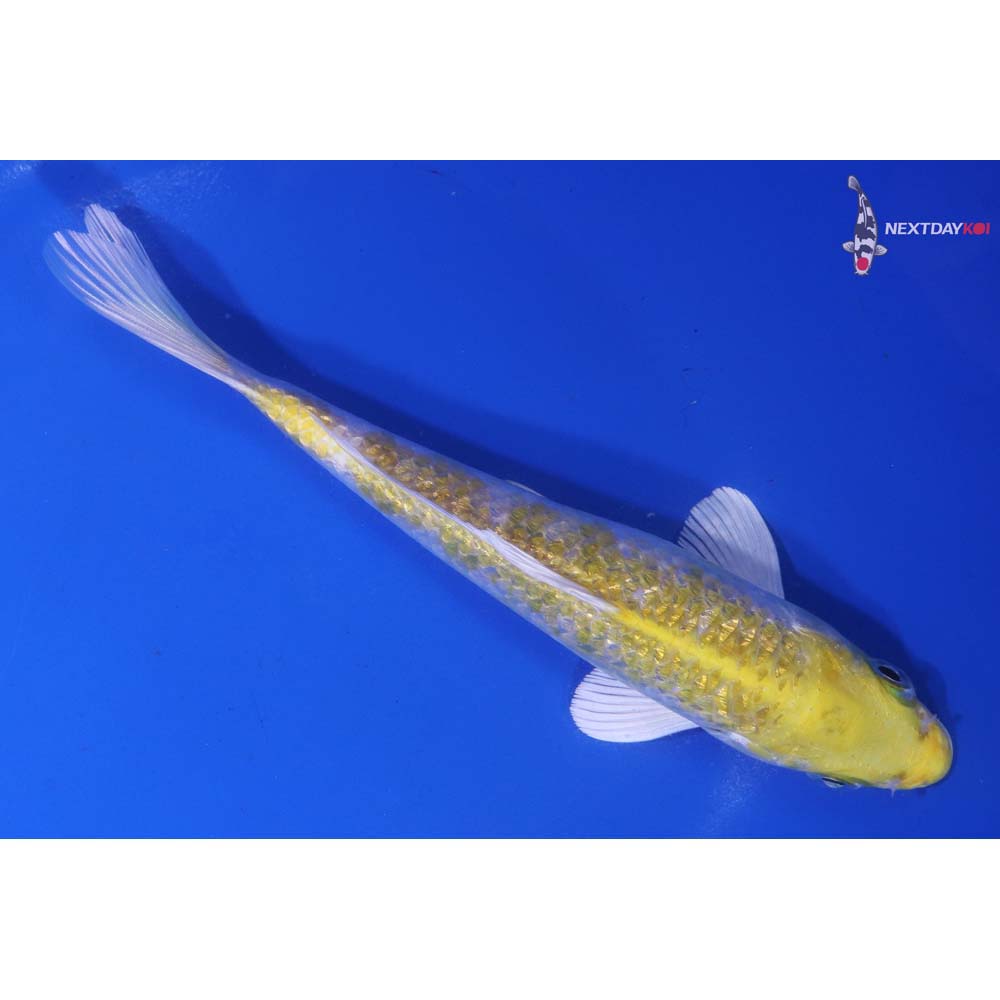 6.5” Imported Gin Rin Lemon Hariwake