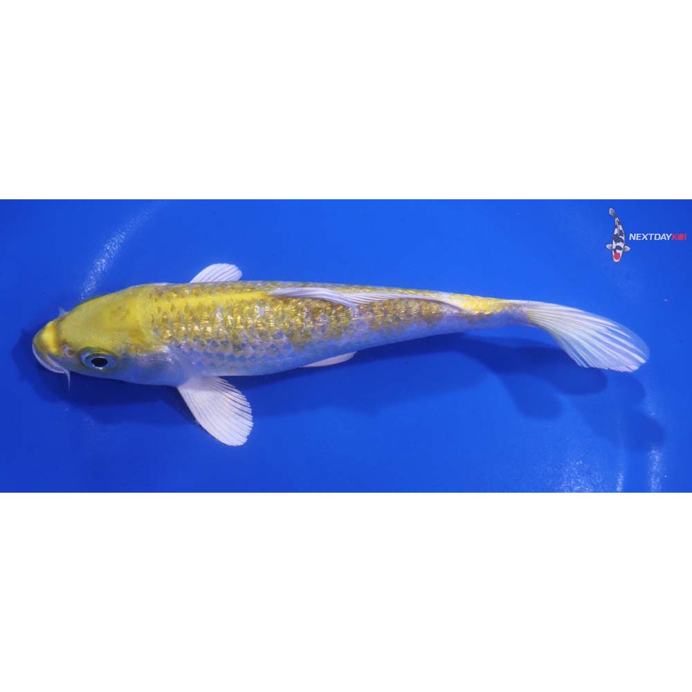 6.5” Imported Gin Rin Lemon Hariwake