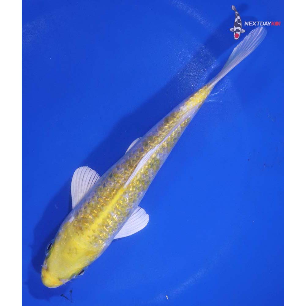 6.5” Imported Gin Rin Lemon Hariwake