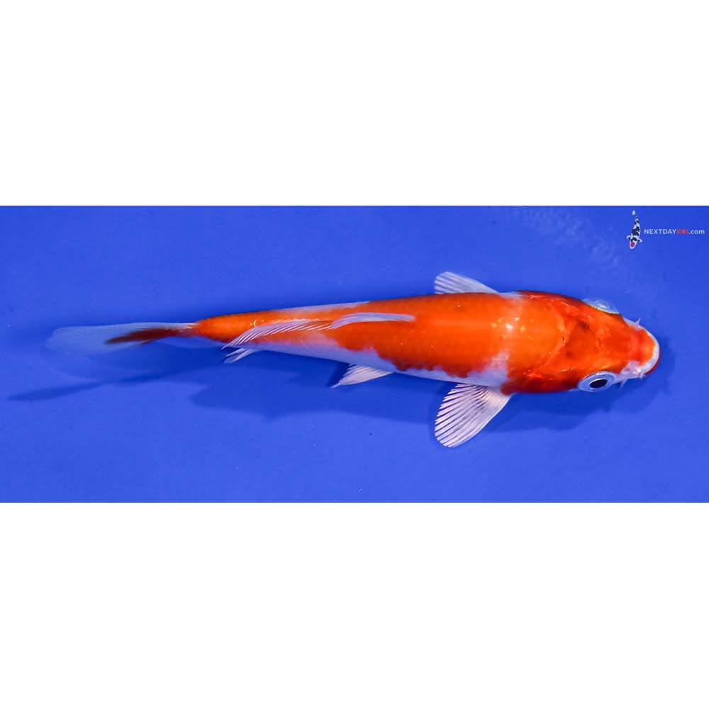 3.5” Imported Hariwake