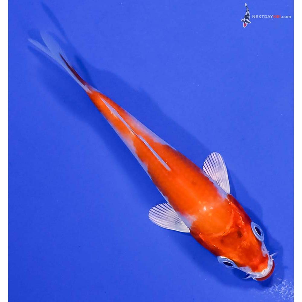 3.5” Imported Hariwake
