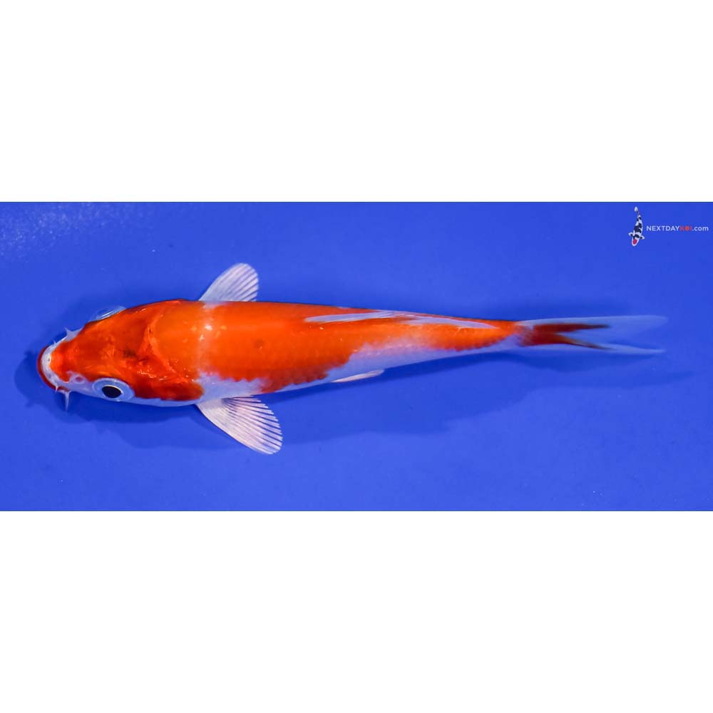 3.5” Imported Hariwake