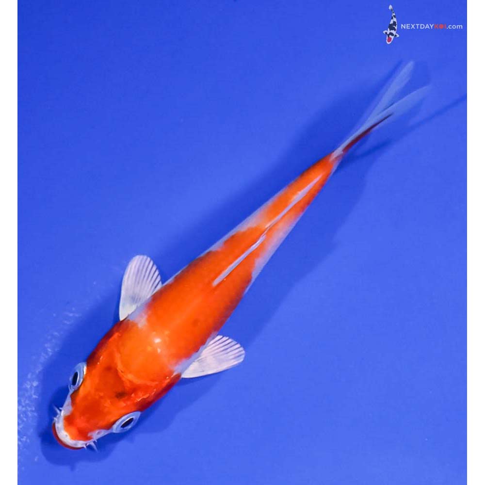 3.5” Imported Hariwake
