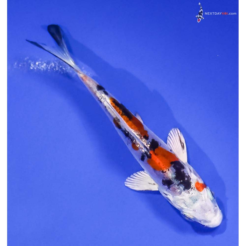 4” Imported Heisei Nishiki