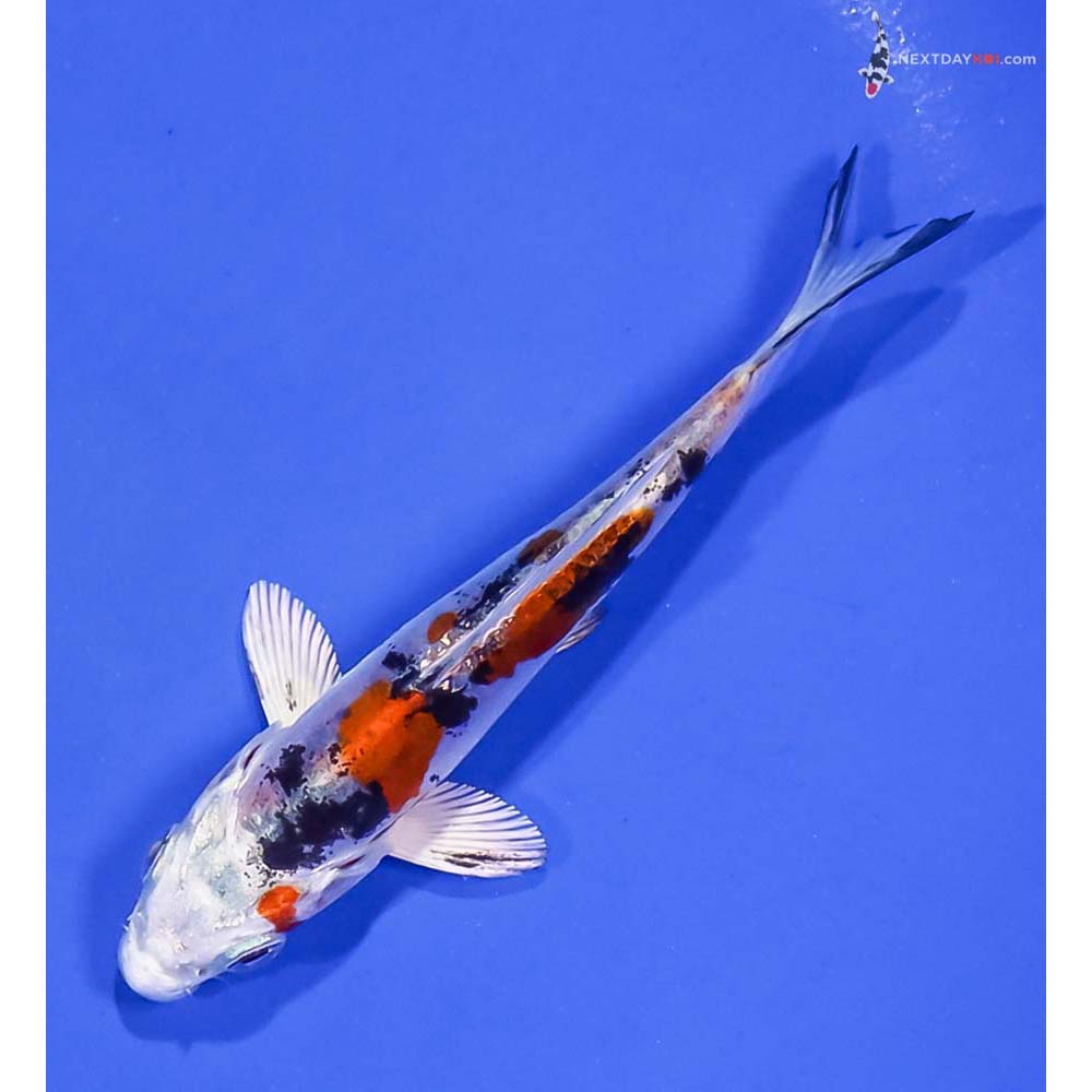 4” Imported Heisei Nishiki
