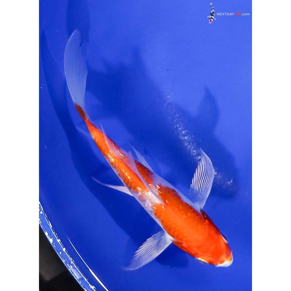 4.5” Imported Gin Rin Hariwake Butterfly Koi