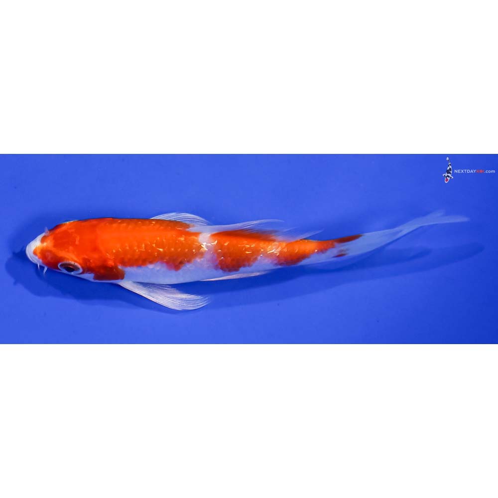 4.5” Imported Gin Rin Hariwake Butterfly Koi