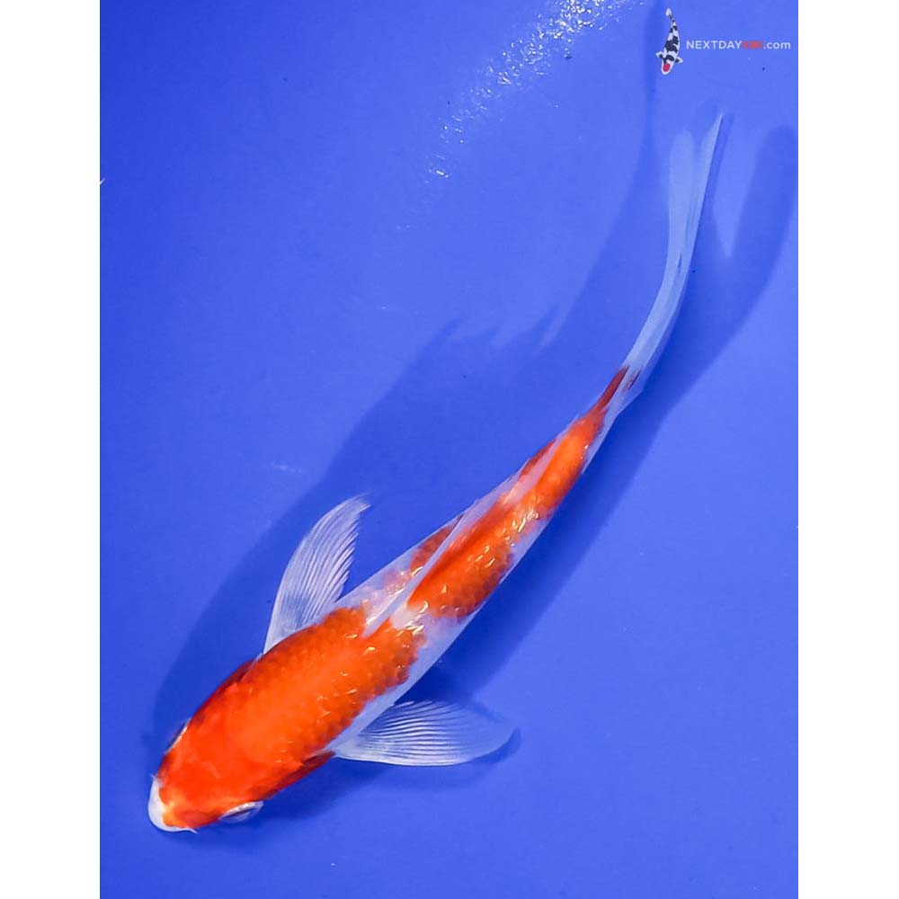 4.5” Imported Gin Rin Hariwake Butterfly Koi