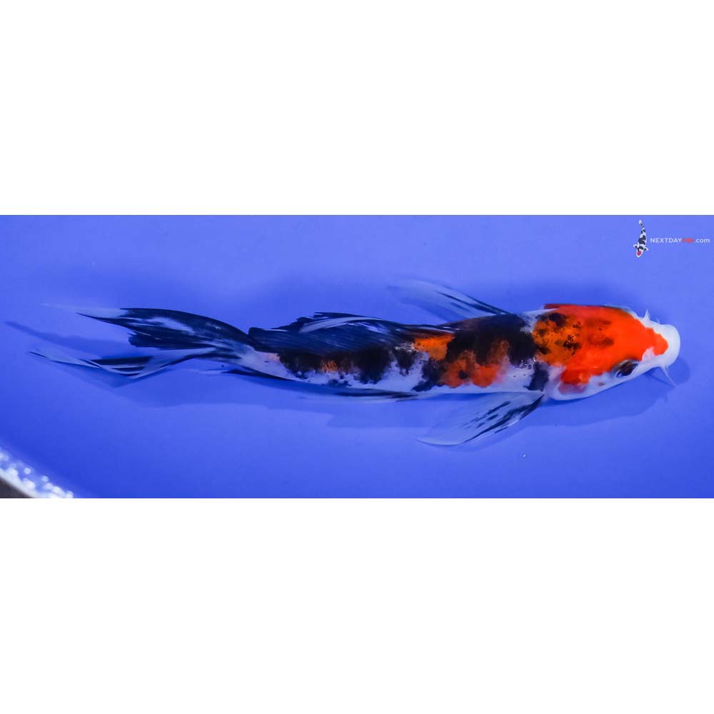 5” Imported Sanke Butterfly Koi