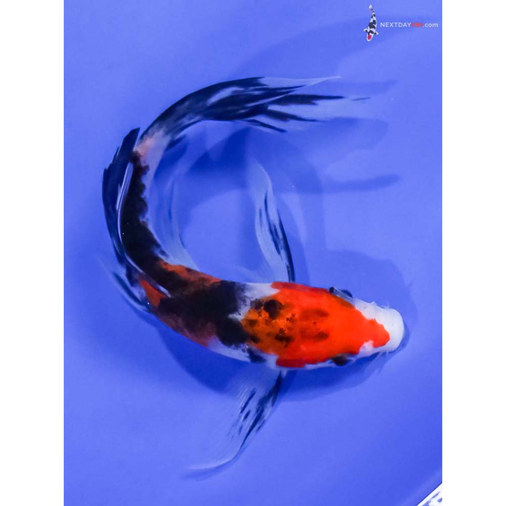 5” Imported Sanke Butterfly Koi