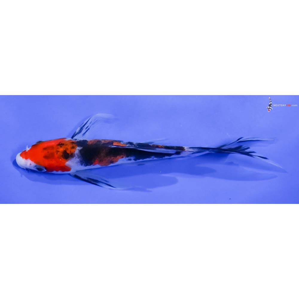 5” Imported Sanke Butterfly Koi