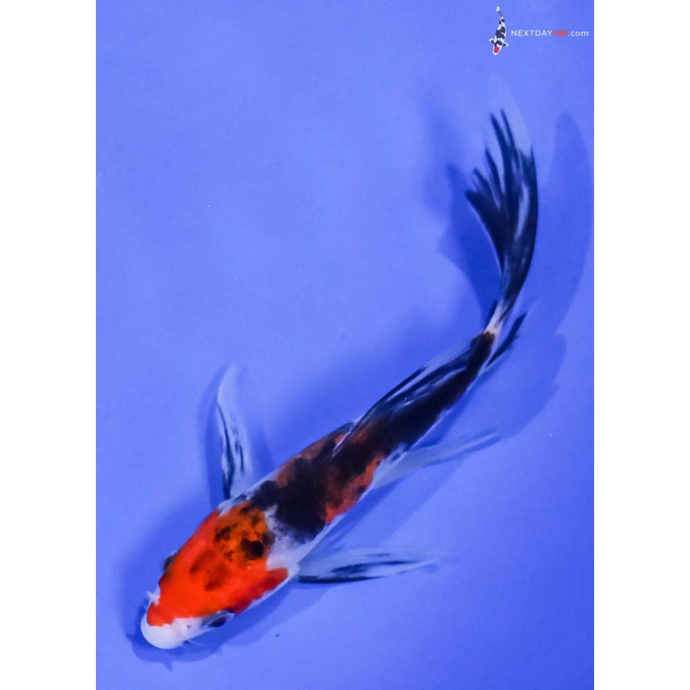 5” Imported Sanke Butterfly Koi