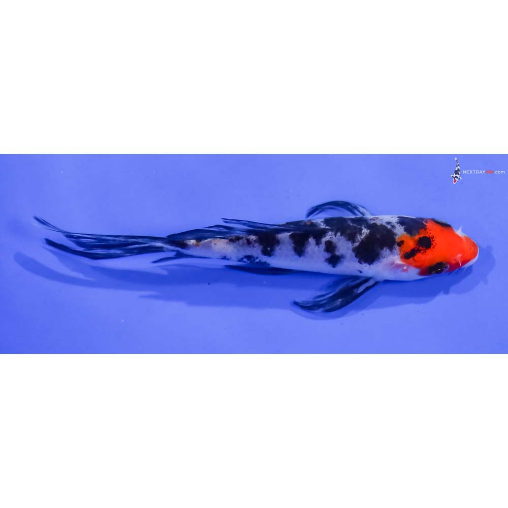 5” Imported Sanke Butterfly Koi