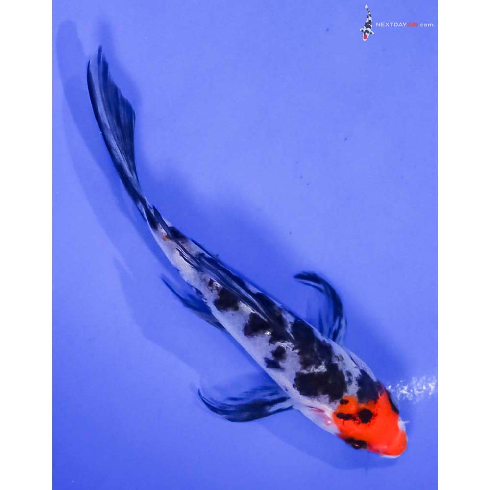 5” Imported Sanke Butterfly Koi