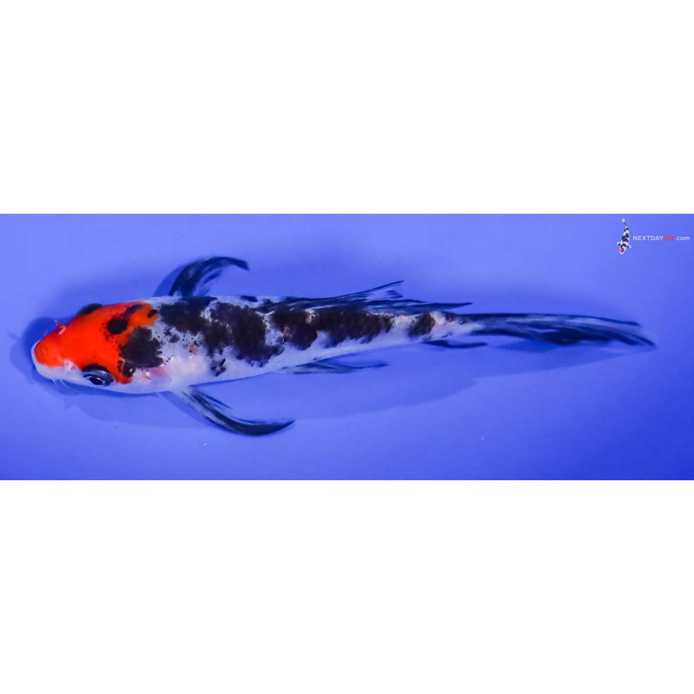 5” Imported Sanke Butterfly Koi