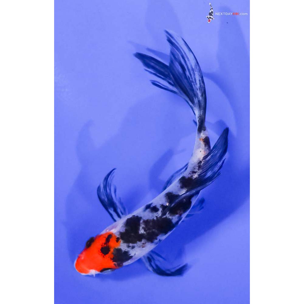 5” Imported Sanke Butterfly Koi